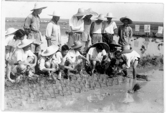 在江西鲤鱼洲向老农学习插秧(1970年).jpg